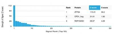 Protein Array: ZFP64 Antibody (PCRP-ZFP64-1H2)Azide and BSA Free [NBP3-08648]