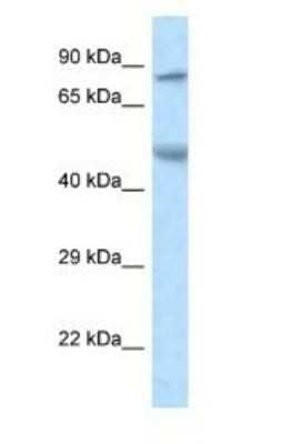 Western Blot: ZFP90 Antibody [NBP1-82373]