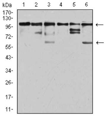 Western Blot: ZFP91 Antibody (8C3D5)BSA Free [NBP2-61847]