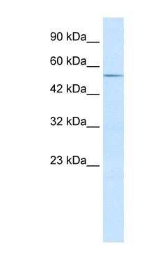 Western Blot: ZFP91 Antibody [NBP1-80138]