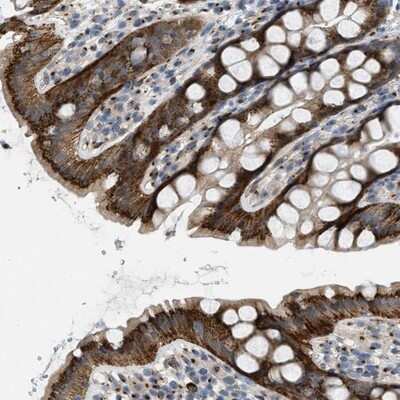 Immunohistochemistry-Paraffin: ZFPL1 Antibody [NBP1-85346]
