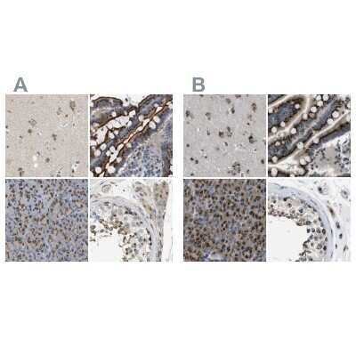 Immunohistochemistry-Paraffin: ZFPL1 Antibody [NBP1-85346]