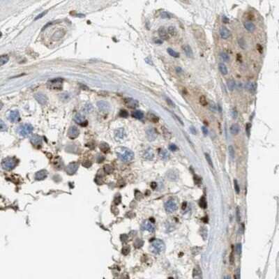 Immunohistochemistry-Paraffin: ZFPL1 Antibody [NBP1-85346]