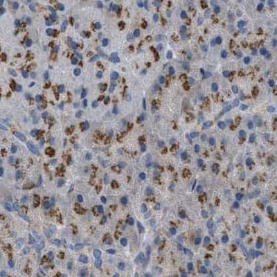 Immunohistochemistry-Paraffin: ZFPL1 Antibody [NBP1-85346]
