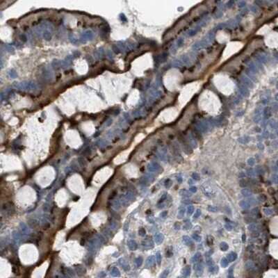 Immunohistochemistry-Paraffin: ZFPL1 Antibody [NBP1-85346]