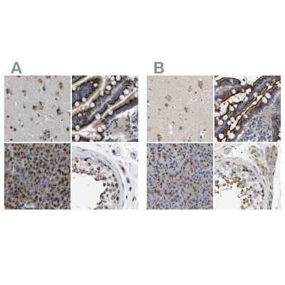 Immunohistochemistry-Paraffin: ZFPL1 Antibody [NBP1-85347]