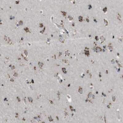 Immunohistochemistry-Paraffin: ZFPL1 Antibody [NBP1-85347]