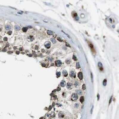 Immunohistochemistry-Paraffin: ZFPL1 Antibody [NBP1-85347]