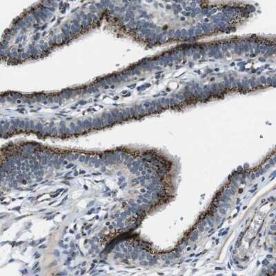 Immunohistochemistry-Paraffin: ZFPL1 Antibody [NBP1-85347]