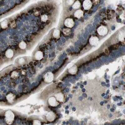 Immunohistochemistry-Paraffin: ZFPL1 Antibody [NBP1-85347]