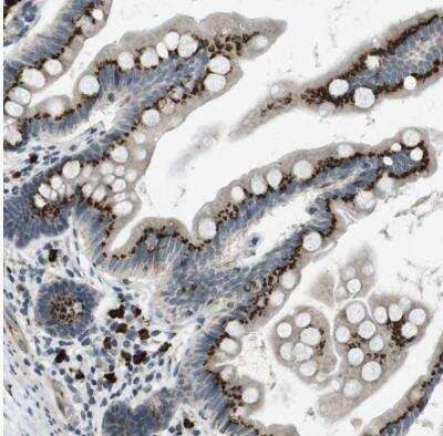 Immunohistochemistry-Paraffin: ZFPL1 Antibody [NBP1-85347]