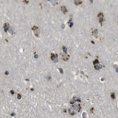 Immunohistochemistry-Paraffin: ZFPL1 Antibody [NBP1-85347]