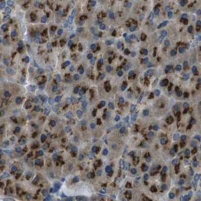 Immunohistochemistry-Paraffin: ZFPL1 Antibody [NBP1-85347]