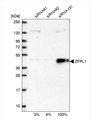 Western Blot: ZFPL1 Antibody [NBP1-85347]