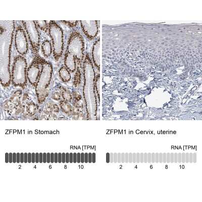 Immunohistochemistry-Paraffin: ZFPM1 Antibody [NBP2-47572]