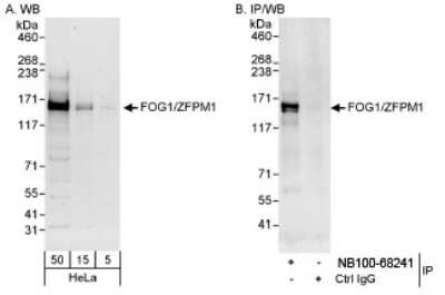 Western Blot: ZFPM1 Antibody [NB100-68241]