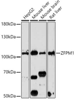 Western Blot: ZFPM1 AntibodyAzide and BSA Free [NBP3-05275]