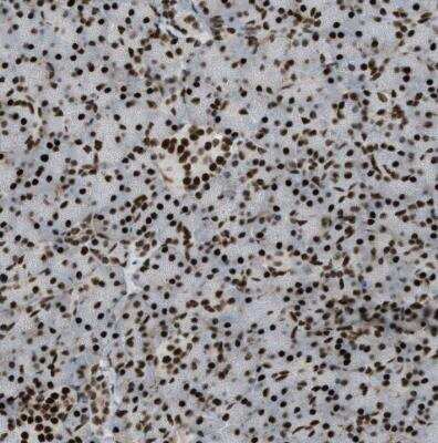 Immunohistochemistry-Paraffin: ZFR Antibody [NBP1-80601]