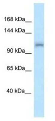 Western Blot: ZFR Antibody [NBP1-82402]