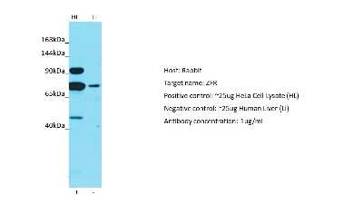 Western Blot: ZFR Antibody [NBP2-86419]