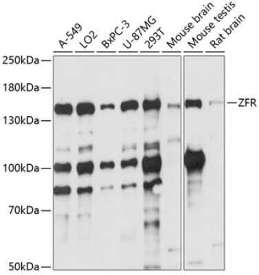 Western Blot: ZFR AntibodyAzide and BSA Free [NBP3-04681]