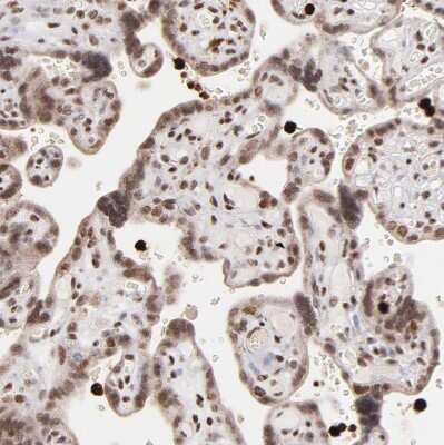 Immunohistochemistry-Paraffin: ZFX Antibody [NBP1-80582]