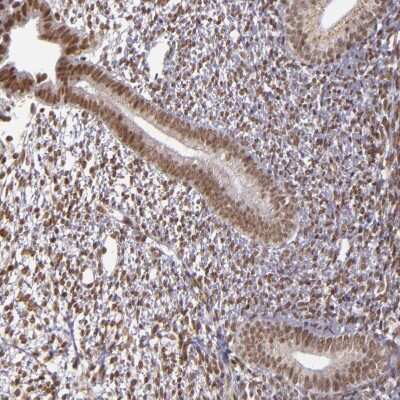Immunohistochemistry-Paraffin: ZFX Antibody [NBP1-80583]