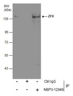 Immunoprecipitation: ZFX Antibody [NBP3-12949]