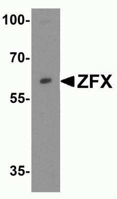 Western Blot: ZFX AntibodyBSA Free [NBP2-82065]