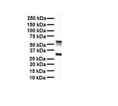 Western Blot: ZFX Antibody [NBP2-86423]