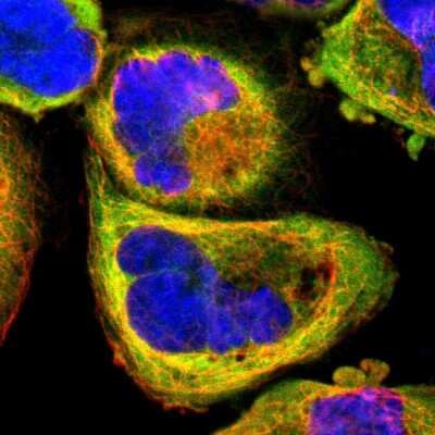 Immunocytochemistry/ Immunofluorescence: ZFYVE1 Antibody [NBP1-84267]