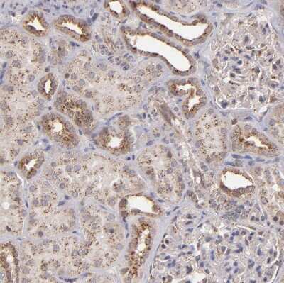 Immunohistochemistry-Paraffin: ZFYVE1 Antibody [NBP1-84267]