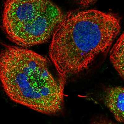 Immunocytochemistry/ Immunofluorescence: ZFYVE16 Antibody [NBP1-81516]