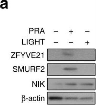 Western Blot: ZFYVE21 Antibody [H00079038-B01P]