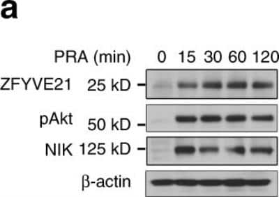 Western Blot: ZFYVE21 Antibody [H00079038-B01P]