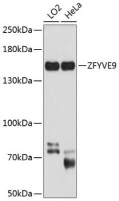 Western Blot: ZFYVE9 AntibodyBSA Free [NBP2-93525]