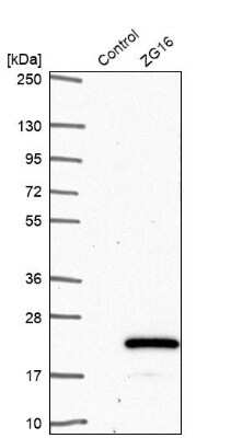 Western Blot: ZG16 Antibody [NBP2-30488]