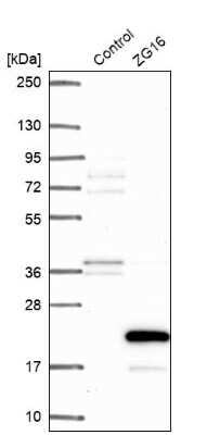 Western Blot: ZG16 Antibody [NBP2-30568]