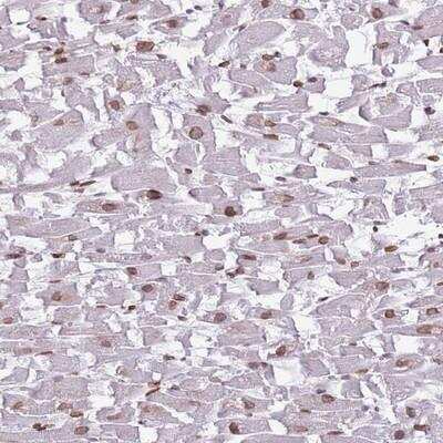 Immunohistochemistry-Paraffin: ZGLP1 Antibody [NBP2-13548]