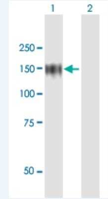 Western Blot: ZHX1 Antibody [H00011244-B01P-50ug]