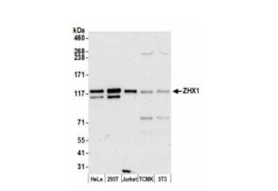 Western Blot: ZHX1 Antibody [NB600-244]