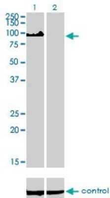 Western Blot: ZHX2 Antibody (5E2) [H00022882-M01]