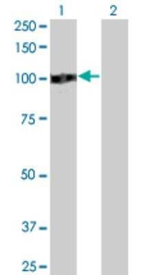 Western Blot: ZHX2 Antibody (5E2) [H00022882-M01]