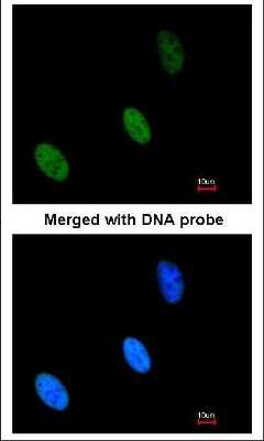 Immunocytochemistry/ Immunofluorescence: ZHX2 Antibody [NBP1-33415]
