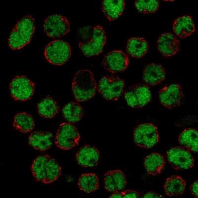 Immunocytochemistry/ Immunofluorescence: ZHX2 Antibody [NBP1-82955]