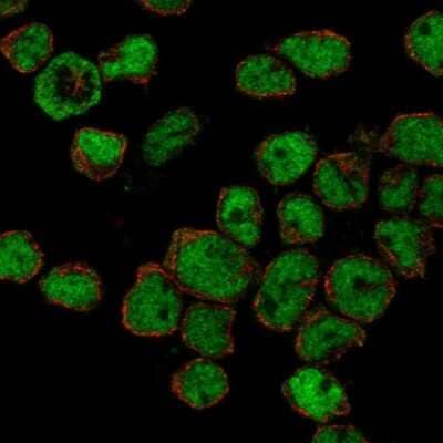 Immunocytochemistry/ Immunofluorescence: ZHX2 Antibody [NBP1-82956]