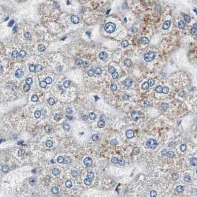 Immunohistochemistry-Paraffin: ZHX2 Antibody [NBP1-82955]