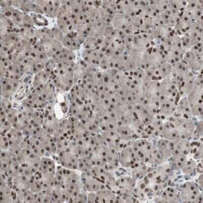 Immunohistochemistry-Paraffin: ZHX2 Antibody [NBP1-82956]