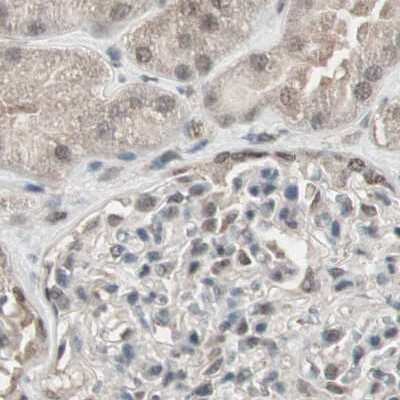 Immunohistochemistry-Paraffin: ZHX2 Antibody [NBP1-82956]