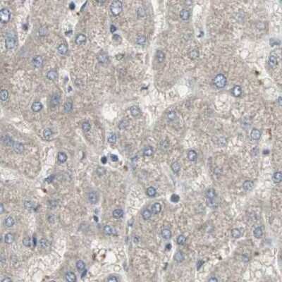 Immunohistochemistry-Paraffin: ZHX2 Antibody [NBP1-82956]